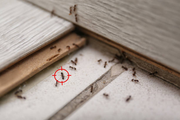Best Wasp Removal Services  in Bay City, MI