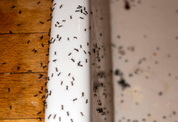 Pest Control Cost in Bay City, MI