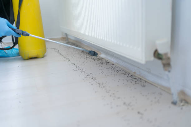 Best Emergency Pest Control  in Bay City, MI